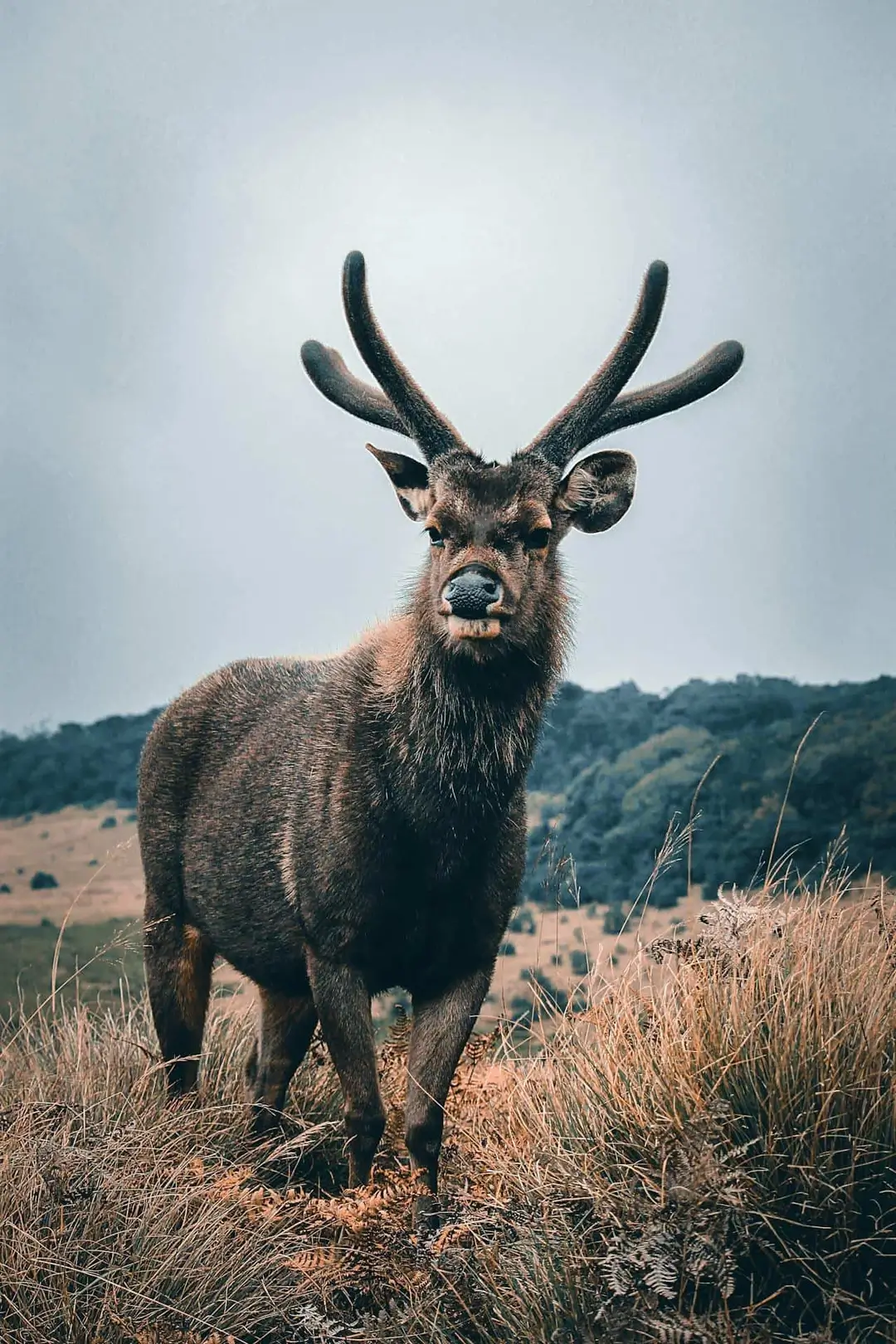 Sri lanka deer with big antlers