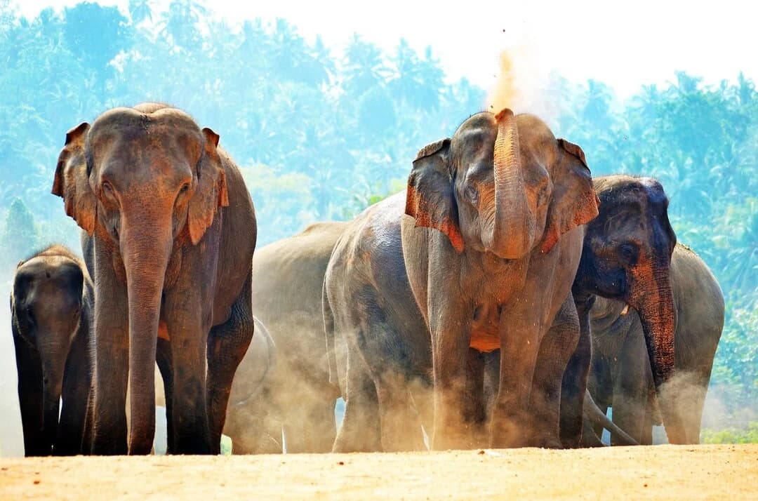 Pinnawala, Pinnawala is located in the Sabaragamuwa Province, about 90 km northeast of Colombo. The orphanage is set on the banks of the Maha Oya River, surrounded by lush greenery.