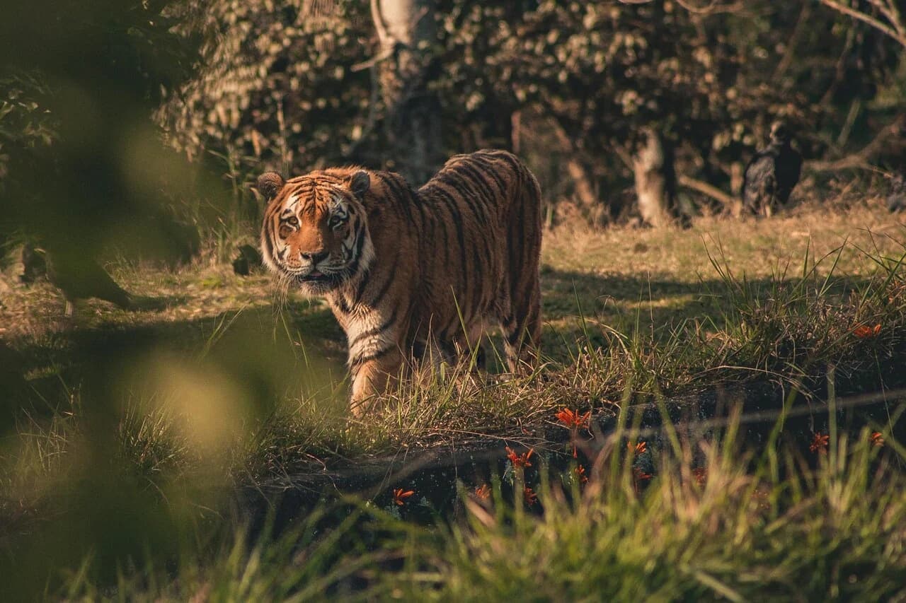 tiger park pattaye