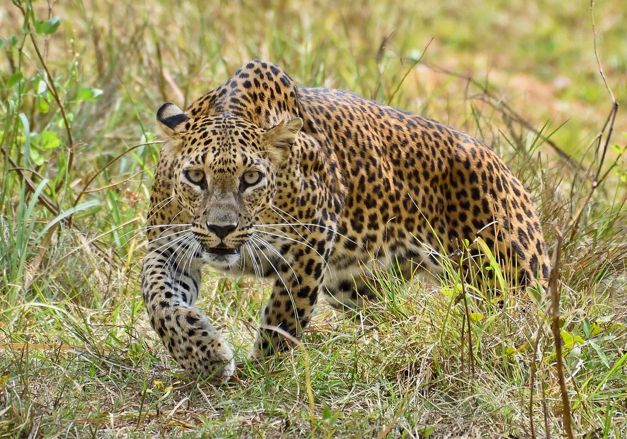 Yala, Yala is located in the southeastern region of Sri Lanka, about 300 km from Colombo. The park stretches over 979 square kilometers and borders the Indian Ocean.